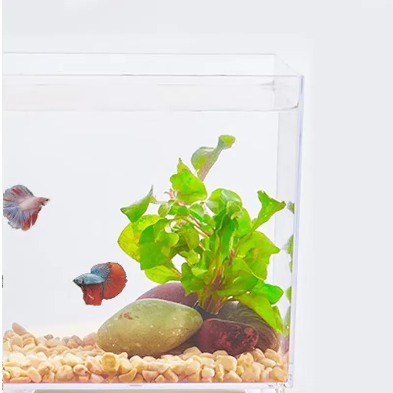 Aquarium Fish Small - Factory Wholesale Small Fish tank Home