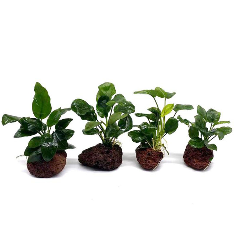 Volcanic Aquarium Decoration F - огляд і ціна Aquarium Fish Black
