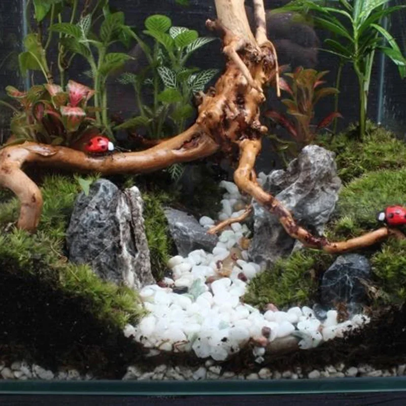 Natural Tree Trunk Driftwood A - огляд і ціна Aquarium Fish Diseases