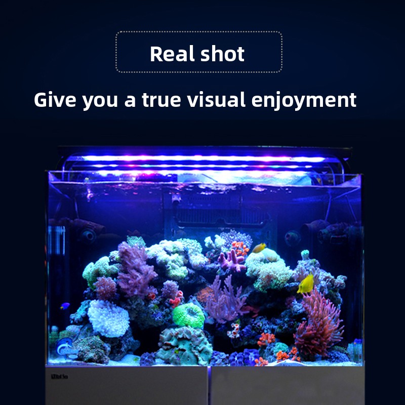 2026 Hot Selling Wholesale Pri - огляд і ціна Aquarium Fish And Price